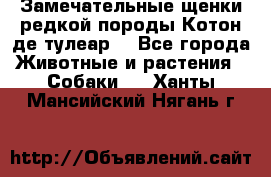 Замечательные щенки редкой породы Котон де тулеар  - Все города Животные и растения » Собаки   . Ханты-Мансийский,Нягань г.